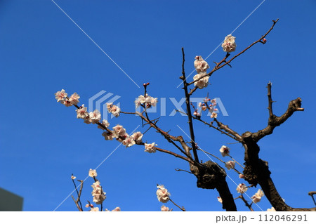 Ume, plum blossoms, in Hamarikyu park in central Tokyo 112046291