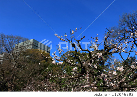 Ume, plum blossoms, in Hamarikyu park in central Tokyo 112046292