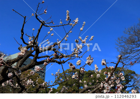 Ume, plum blossoms, in Hamarikyu park in central Tokyo 112046293