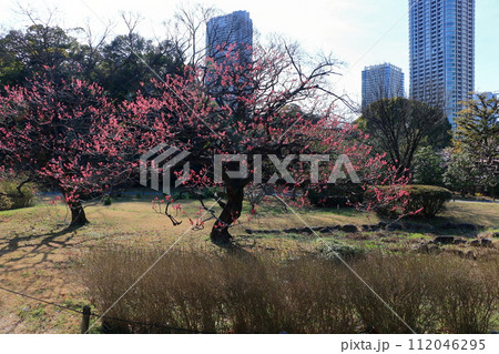 Ume, plum blossoms, in Hamarikyu park in central Tokyo Ume, plum blossoms, in Hamarikyu park in central Tokyo 112046295