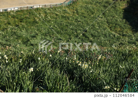 爪木崎の野水仙群生地 112046584