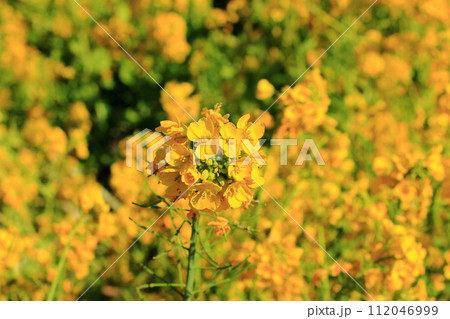A field of nanohana yellow flowers in Hamarikyu garden in central Tokyo near Tokyo Bay in Japan 112046999
