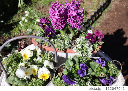 ヒヤシンスとフリルパンジーの寄せ植え＆寄せ鉢 112047041