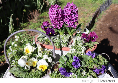 ヒヤシンスとフリルパンジーの寄せ植え＆寄せ鉢 112047044