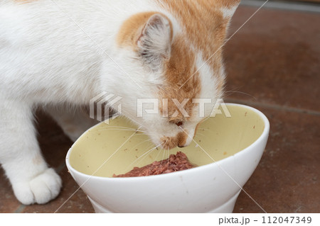 ご飯を食べる猫　茶トラ白 112047349