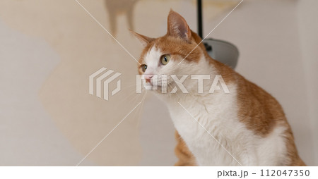 キャットタワーの上の猫　茶トラ白 112047350