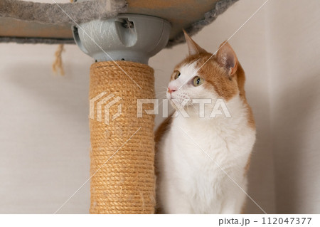 キャットタワーの上の猫 茶トラ白 キャットタワーの上の猫 茶トラ白 112047377