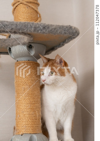 キャットタワーの上の猫　茶トラ白 112047378