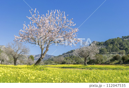 Vibrant Springtime Blossoms Amidst a Meadow of Yellow Wildflowers Vibrant Springtime Blossoms Amidst a Meadow of Yellow Wildflowers 112047535
