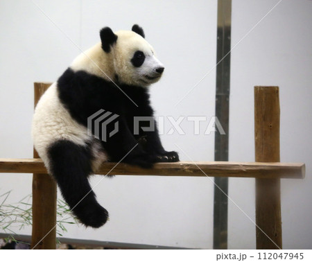 一人で寂しそうに座るパンダ 112047945