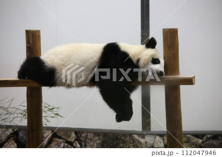 だらだらと寝転がるパンダ 112047946