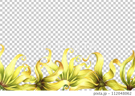 A banner with ylang-ylang flowers. A border with exotic fragrant yellow flowers. A hand-drawn watercolor illustration. An element of the design of packaging, postcard and label. For a banner, a flyer 112048062