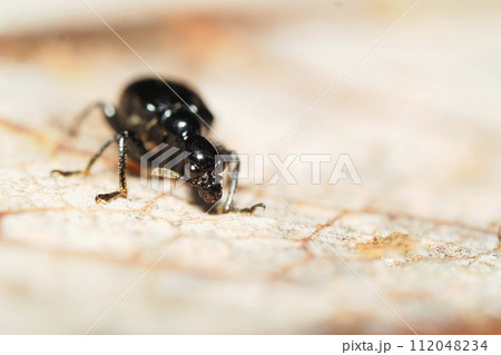 エゴツルクビオトシブミ(メス) エゴツルクビオトシブミ(メス) 112048234