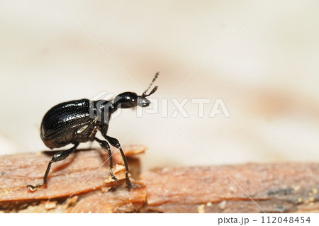 エゴツルクビオトシブミ（メス） 112048454