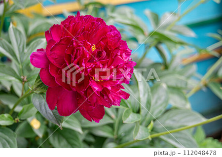 Dark red peony flower 112048478