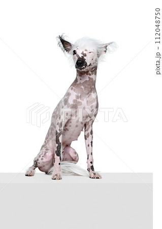 Portrait of beautiful purebred Chinese crested dog with spotted color isolated on white studio background 112048750