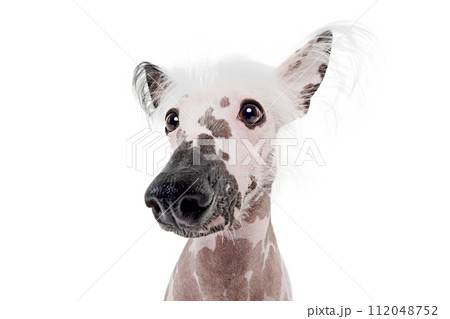 Portrait of beautiful purebred Chinese crested dog with spotted color isolated on white studio background Portrait of beautiful purebred Chinese crested dog with spotted color isolated on white studio background 112048752