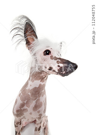 Portrait of beautiful purebred Chinese crested dog with spotted color isolated on white studio background 112048755