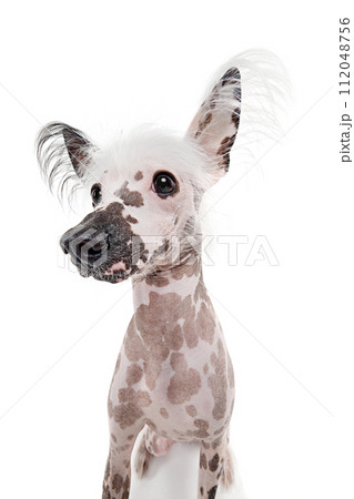 Portrait of beautiful purebred Chinese crested dog with spotted color isolated on white studio background Portrait of beautiful purebred Chinese crested dog with spotted color isolated on white studio background 112048756
