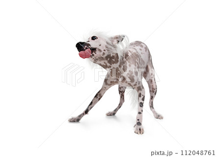 Playful, happy, adorable purebred Chinese crested dog playing, catching ball in motion isolated on white studio background Playful, happy, adorable purebred Chinese crested dog playing, catching ball in motion isolated on white studio background 112048761