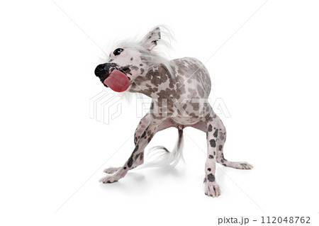 Playful, happy, adorable purebred Chinese crested dog playing, catching ball in motion isolated on white studio background 112048762
