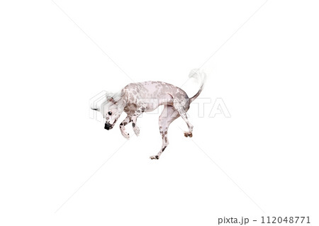 Adorable, playful purebred Chinese crested dog in motion in mid-hair, jumping, playing isolated on white studio background 112048771