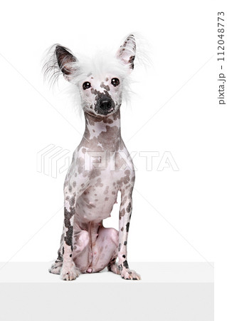Full-length image of adorable purebred Chinese crested dog calmly sitting isolated on white studio background 112048773