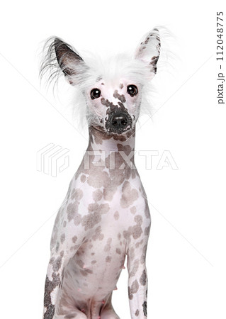 Portrait of beautiful purebred Chinese crested dog sitting, looking with attention isolated on white studio background 112048775