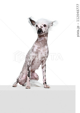 Portrait of beautiful purebred Chinese crested dog sitting, looking with attention isolated on white studio background 112048777
