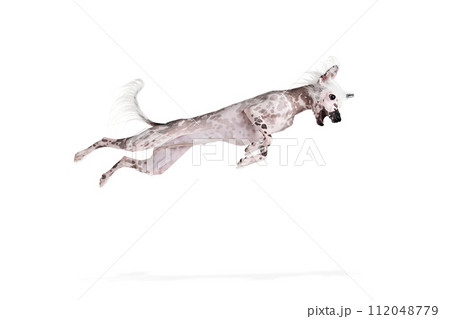 Adorable, playful purebred Chinese crested dog in motion flying in a jump isolated on white studio background Adorable, playful purebred Chinese crested dog in motion flying in a jump isolated on white studio background 112048779