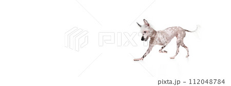 Dynamic image of playful purebred Chinese crested dog in motion, running isolated on white studio background 112048784