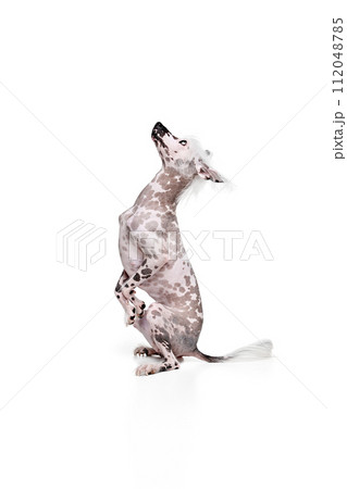 Smart, beautiful purebred Chinese crested dog standing on hind legs and looking upwards with attention isolated on white studio background Smart, beautiful purebred Chinese crested dog standing on hind legs and looking upwards with attention isolated on white studio background 112048785
