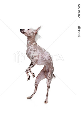 Beautiful purebred dog, purebred Chinese crested standing on hind legs isolated on white studio background Beautiful purebred dog, purebred Chinese crested standing on hind legs isolated on white studio background 112048789