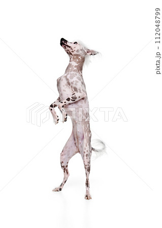 Beautiful purebred dog, purebred Chinese crested standing on hind legs isolated on white studio background 112048799