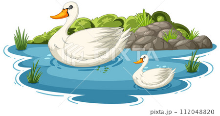 Serene Swans on a Peaceful Pond 112048820