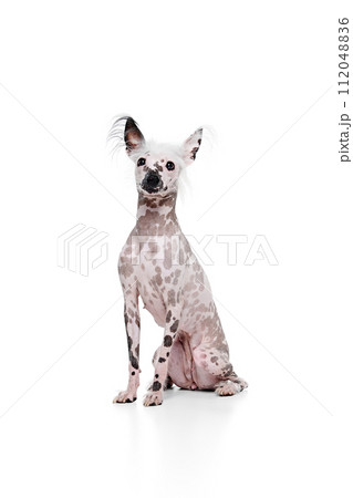 Full-length image of adorable purebred Chinese crested dog calmly sitting isolated on white studio background Full-length image of adorable purebred Chinese crested dog calmly sitting isolated on white studio background 112048836