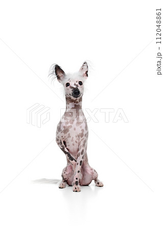 Full-length image of adorable purebred Chinese crested dog calmly sitting isolated on white studio background Full-length image of adorable purebred Chinese crested dog calmly sitting isolated on white studio background 112048861