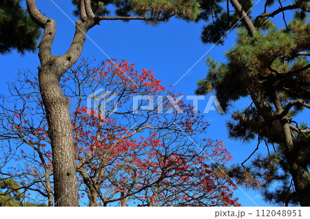 Japanese matsu pine trees against a blue sky in Tokyo's Hamarikyu Japanese garden in Japan 112048951