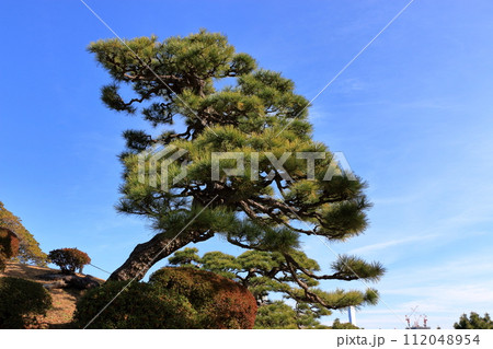 Japanese matsu pine trees against a blue sky in Tokyo's Hamarikyu Japanese garden in Japan Japanese matsu pine trees against a blue sky in Tokyo's Hamarikyu Japanese garden in Japan 112048954