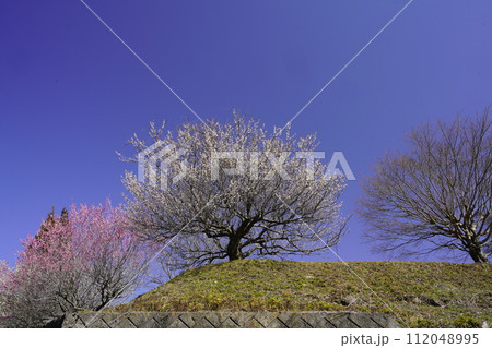 青空に咲く月ヶ瀬梅林の梅花 青空に咲く月ヶ瀬梅林の梅花 112048995