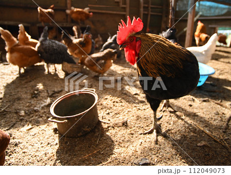 放し飼いの鶏舎の中を歩く鶏 放し飼いの鶏舎の中を歩く鶏 112049073