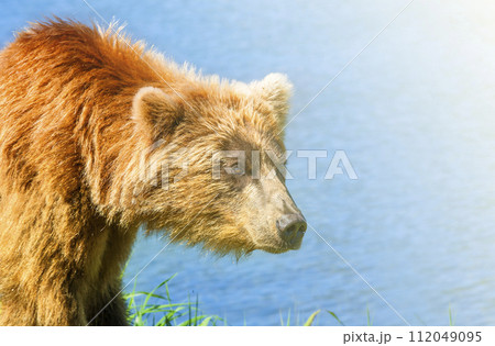Brown Kamchatka bear on the shore of the Kuril Lake on sunlight 112049095