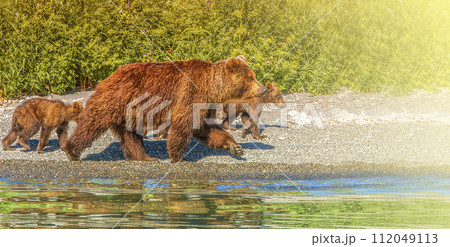 Bear with three cubs on the lake with reflection on sunlight with copy space 112049113