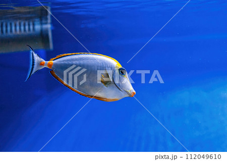Underwater shot of fish Acanthurus mata 112049610