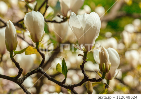 beautiful magnolia bloom against the blue sky beautiful magnolia bloom against the blue sky 112049624