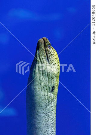 Underwater shot of fish Gymnothorax funebris Underwater shot of fish Gymnothorax funebris 112049659