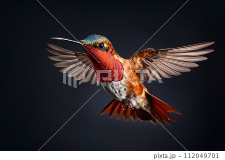 Exotic hummingbird bird.Aerial Ballet: Graceful Hummingbird Elegance. Exotic hummingbird bird.Aerial Ballet: Graceful Hummingbird Elegance. 112049701