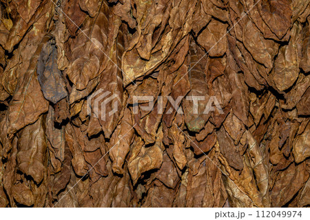 Cut tobacco and tobacco leaves 112049974