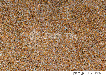 wheat bean drying in a yard - Sun-dried wheat - natural wheat drying 112049975