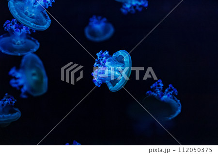 underwater shooting of beautiful Cotylorhiza tuberculata 112050375